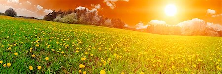 flower tree sunrise - Beautiful spring panoramatic shot with sunset over the dandelion meadow Stock Photo - Budget Royalty-Free & Subscription, Code: 400-06137810