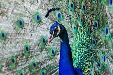 peacock pattern photography - portrait of a proud peacock male Stock Photo - Budget Royalty-Free & Subscription, Code: 400-06138018