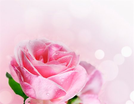 simsearch:400-06141323,k - Close up of beautiful pink rose Foto de stock - Super Valor sin royalties y Suscripción, Código: 400-06138133