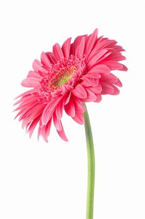 rosy - Pink gerbera daisy flower isolated on white background. Stock Photo - Budget Royalty-Free & Subscription, Code: 400-06138310