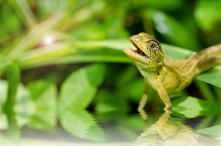 simsearch:400-05181065,k - Lizard in green nature or in park or in the garden Stock Photo - Budget Royalty-Free & Subscription, Code: 400-06138457