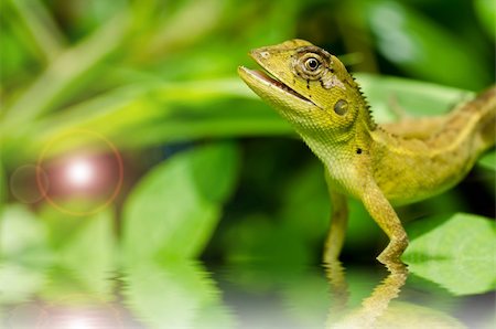 simsearch:400-05181065,k - Lizard in green nature or in park or in the garden Stock Photo - Budget Royalty-Free & Subscription, Code: 400-06138458