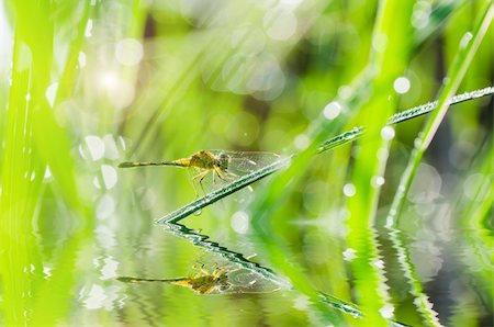 simsearch:400-04710191,k - dragonfly dragonfly and sunligh in garden or in green nature Stock Photo - Budget Royalty-Free & Subscription, Code: 400-06138468