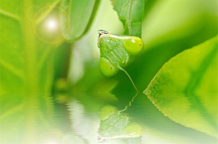 simsearch:400-04698964,k - mantis in green nature or in garden Photographie de stock - Aubaine LD & Abonnement, Code: 400-06138469