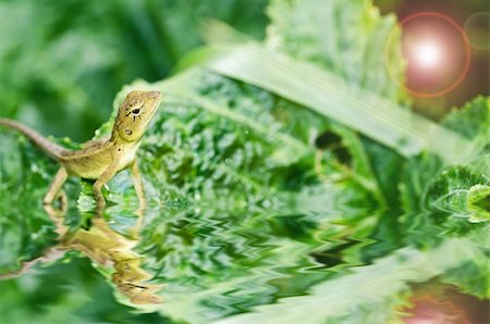 simsearch:400-05181065,k - Lizard in green nature or in park or in the garden Stock Photo - Budget Royalty-Free & Subscription, Code: 400-06138470