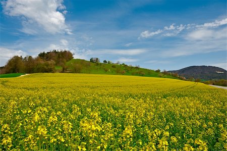 simsearch:400-05745462,k - Pastures of Lucerne around Farm House in Switzerland Stock Photo - Budget Royalty-Free & Subscription, Code: 400-06138607