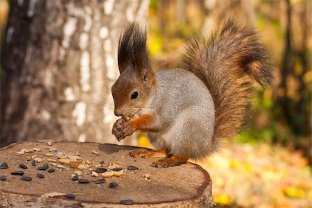 simsearch:400-08154053,k - Red eurasian squirrel on tree stump Stock Photo - Budget Royalty-Free & Subscription, Code: 400-06138717