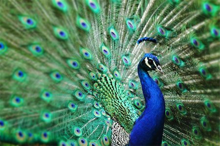 peacock pattern photography - peacock with nice feathers as nice natural background Stock Photo - Budget Royalty-Free & Subscription, Code: 400-06138799