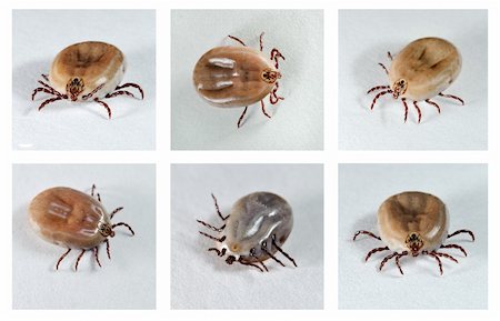 Ixodes ricinus. Dog ticks (female) from different angles. Carrier of disease. Stock Photo - Budget Royalty-Free & Subscription, Code: 400-06139321