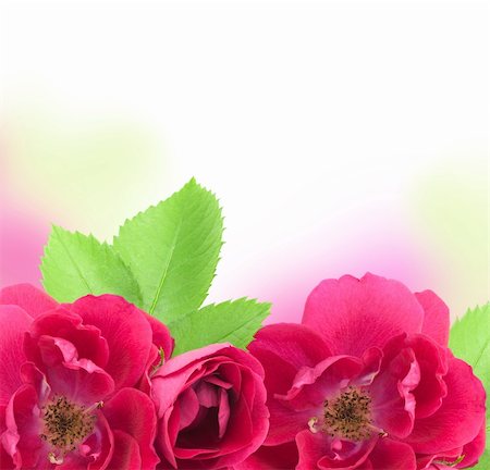 simsearch:400-06141323,k - Beautiful  Rose Flowers  Background with copy space for text Foto de stock - Super Valor sin royalties y Suscripción, Código: 400-06139514