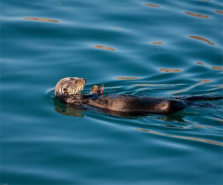Sea Otter eating a crab in Morro Bay Stock Photo - Budget Royalty-Free & Subscription, Code: 400-06139868
