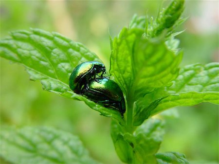 Two green insects on a green leaf Stock Photo - Budget Royalty-Free & Subscription, Code: 400-06130474