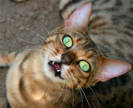 Bengali special breed kitten looking upwards, with huge open iridescent green eyes, with its mouth open revealing two front teeth and a strange look on its face. Stock Photo - Budget Royalty-Free & Subscription, Code: 400-06130944