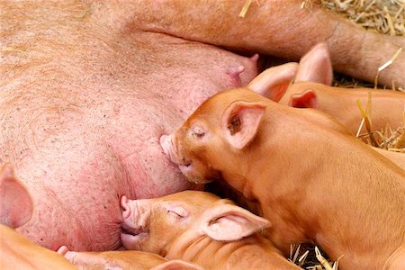 farmer feeding piglets - Little piglets suckling on their mother teats and lying on a bed of straw. Stock Photo - Budget Royalty-Free & Subscription, Code: 400-06130940