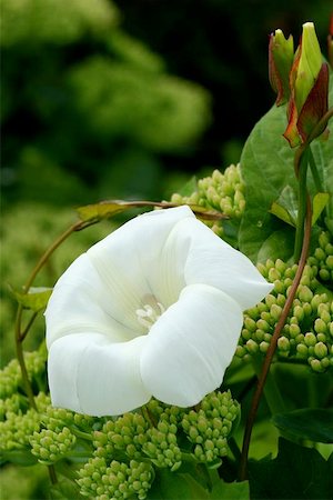 sedum - White flower of the convolvulus plant with its tendrils twining around a sedum flower. Stock Photo - Budget Royalty-Free & Subscription, Code: 400-06130942