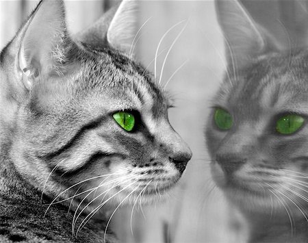 Bengali special breed kitten with green eyes, seeing herself reflected in a glass window. Desaurated with only the eyes in color. Stock Photo - Budget Royalty-Free & Subscription, Code: 400-06130951