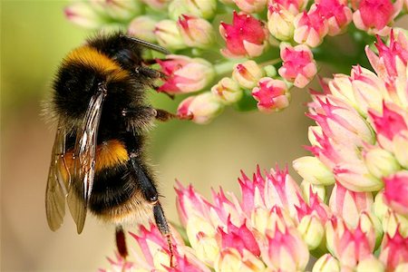 sedum - Bumble bee on a sedum flower. Stock Photo - Budget Royalty-Free & Subscription, Code: 400-06131093