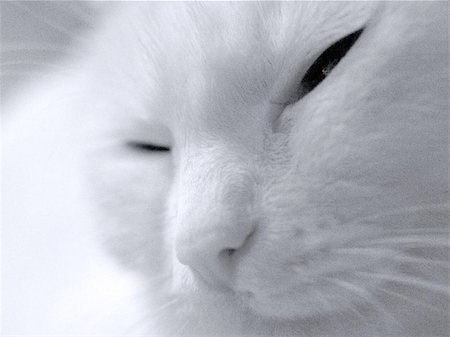 cat albino Stock Photo - Budget Royalty-Free & Subscription, Code: 400-06131528