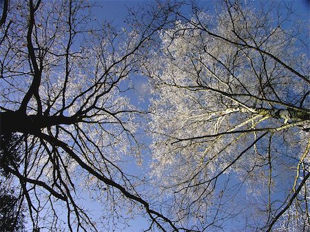 frosted texture - winter tree on blue sky Stock Photo - Budget Royalty-Free & Subscription, Code: 400-06131624