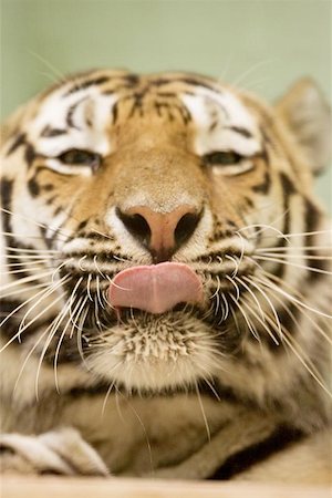 simsearch:400-06131670,k - Tigers tounge / happy cat Stock Photo - Budget Royalty-Free & Subscription, Code: 400-06131659