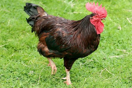 strutting - Rhode Island Red cockerel strutting around in a field. Stock Photo - Budget Royalty-Free & Subscription, Code: 400-06131677