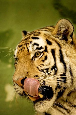Tigers tounge Stock Photo - Budget Royalty-Free & Subscription, Code: 400-06131728