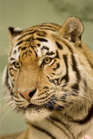 simsearch:400-06131670,k - Tiger portrait Stock Photo - Budget Royalty-Free & Subscription, Code: 400-06131757