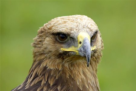 eagle face - eagle Photographie de stock - Aubaine LD & Abonnement, Code: 400-06131816