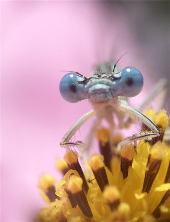 Here is a dragon fly on a flower. Foto de stock - Super Valor sin royalties y Suscripción, Código: 400-06133144
