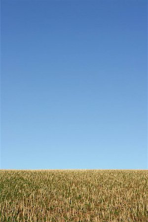 peace backdrop - Rough stubble grass against a clear blue sky. Foto de stock - Super Valor sin royalties y Suscripción, Código: 400-06133565