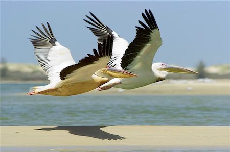 senegal - Pelicans Stock Photo - Budget Royalty-Free & Subscription, Code: 400-06133669