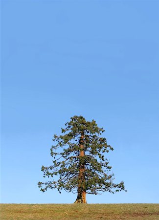 peace backdrop - Evergreen pine tree standing alone in a field in winter against a clear blue sky. Foto de stock - Super Valor sin royalties y Suscripción, Código: 400-06133750