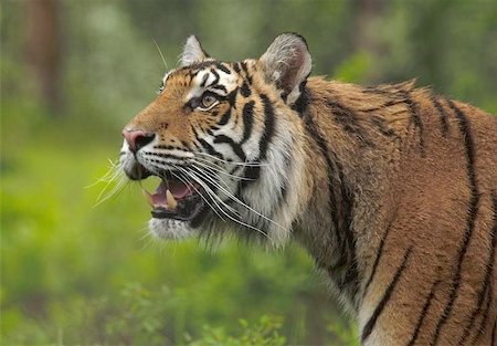 simsearch:400-06131670,k - Stalking Siberian Tiger Stock Photo - Budget Royalty-Free & Subscription, Code: 400-06144359