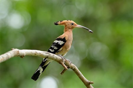 rainforest insects bugs - beautiful eurasian hoopoe (Upupa epops) with scorpion on branch Stock Photo - Budget Royalty-Free & Subscription, Code: 400-06140240