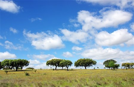 Oak trees at alentejo field, Portugal Stock Photo - Budget Royalty-Free & Subscription, Code: 400-06140419