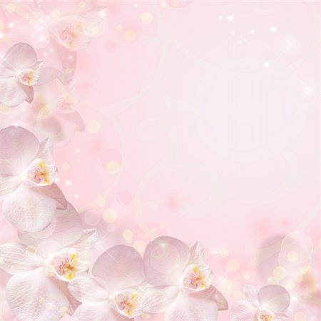 Wedding background with the rings and orchid Stock Photo - Budget Royalty-Free & Subscription, Code: 400-06141094