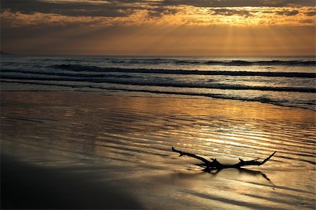 Seascape at sunrise with golden reflections and a piece of driftwood Stock Photo - Budget Royalty-Free & Subscription, Code: 400-06141217