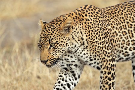 ecoshow (artist) - Portrait of a stalking male leopard (Panthera pardus), South Africa Stock Photo - Budget Royalty-Free & Subscription, Code: 400-06141219