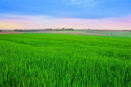 simsearch:400-05745462,k - Green Pasture in the Ardennes, Sunrise Stock Photo - Budget Royalty-Free & Subscription, Code: 400-06141640