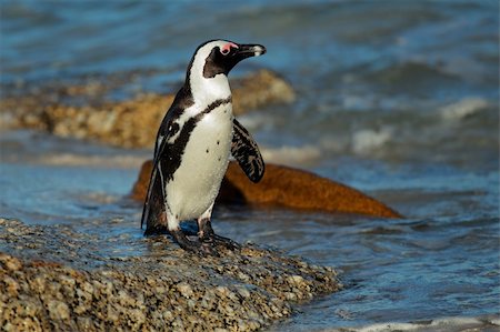 African penguin (Spheniscus demersus) on a rocky beach, Western Cape, South Africa Stock Photo - Budget Royalty-Free & Subscription, Code: 400-06142282