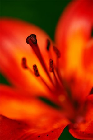 simsearch:649-07648640,k - Closeup shot of a tiger lily - Lilium tigrinum - with low dof Stock Photo - Budget Royalty-Free & Subscription, Code: 400-06142376
