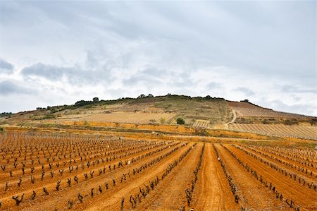 simsearch:400-05711931,k - Rows of Vines on the Field, Spain Stock Photo - Budget Royalty-Free & Subscription, Code: 400-06142587