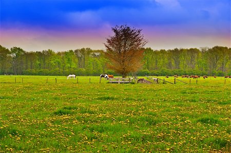 simsearch:400-05745462,k - Cows and Horses Grazing in the Floodplain , Netherlands, Sunrise Stock Photo - Budget Royalty-Free & Subscription, Code: 400-06142582
