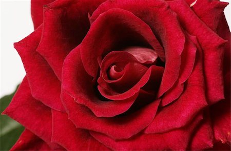 simsearch:400-06141323,k - Detail of red rose, high resolution macro Foto de stock - Super Valor sin royalties y Suscripción, Código: 400-06142969