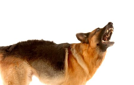 dog alsatian photo teeth - who let the dog out Stock Photo - Budget Royalty-Free & Subscription, Code: 400-06143307