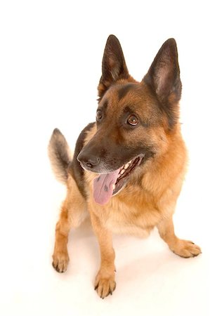dog alsatian photo teeth - sitting dog Stock Photo - Budget Royalty-Free & Subscription, Code: 400-06143311