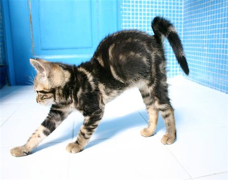 Tabby kitten stretching in the bathroom. Foto de stock - Super Valor sin royalties y Suscripción, Código: 400-06143595