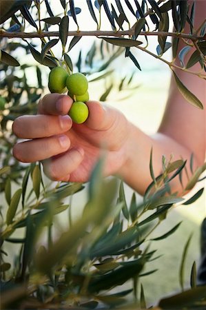 Farmer is harvesting and picking olives on olive farm Stock Photo - Budget Royalty-Free & Subscription, Code: 400-06174042