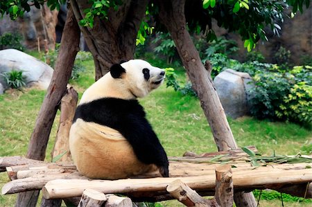 simsearch:400-08154053,k - Grand panda bear in zoo Hong Kong Stock Photo - Budget Royalty-Free & Subscription, Code: 400-06174845
