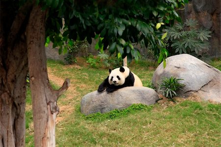 simsearch:400-08154053,k - Grand panda bear in zoo Hong Kong Stock Photo - Budget Royalty-Free & Subscription, Code: 400-06174846